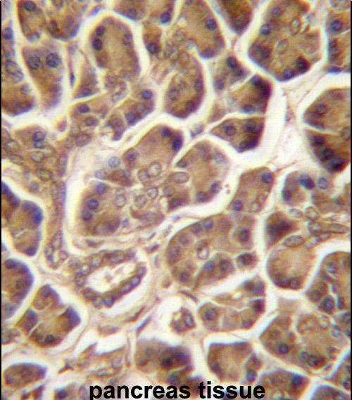IHC-P - PIPPIN Antibody (Center) AP14318C